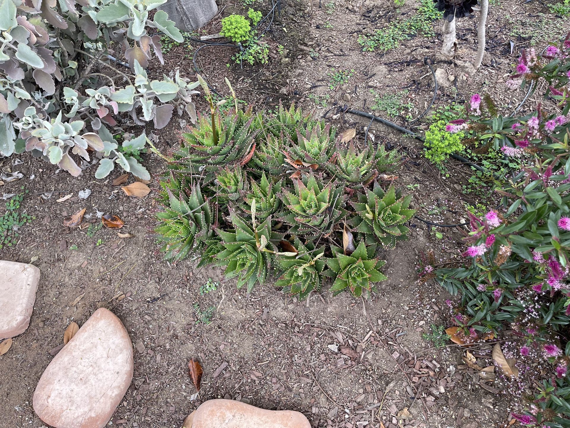 Aloe Brevifolia Crocodile Plant - Large Lots Of Clusters