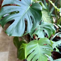 Large Monstera Plant For Sale