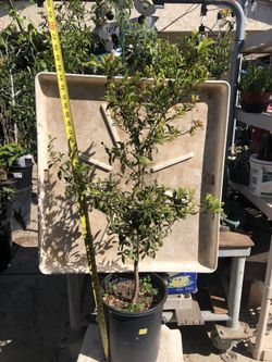 Eugenia Shrub Bush about 48 inches tall