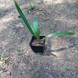 Cold Hardy Sabal Minor Palm Tree 