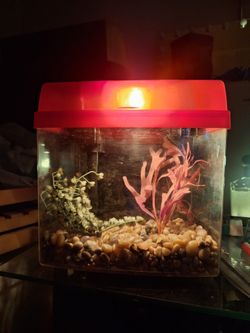 Small Fish Tank With Filter and Light $20 OBO 