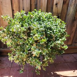 Succulent Plant 