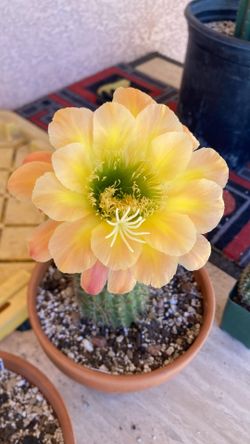 Tri. Apricot Glow Cactus