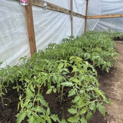 Tomato Plants .