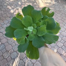 18” Water Lettuce 