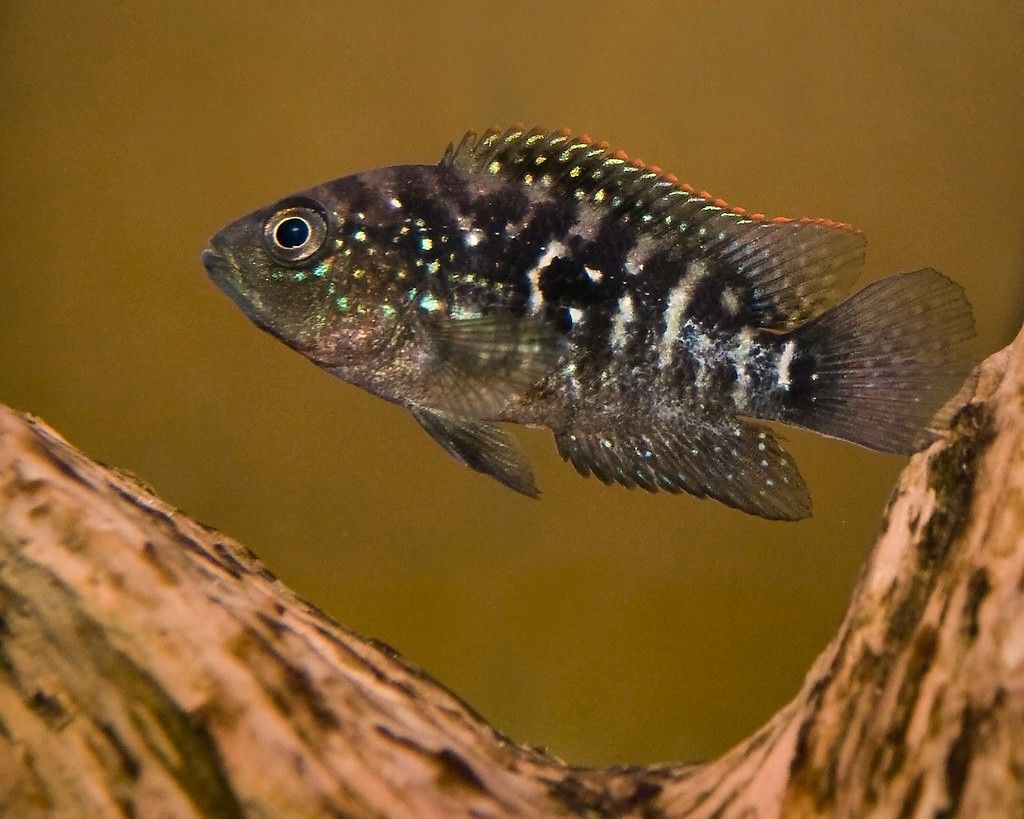 Fish Tank Decorations