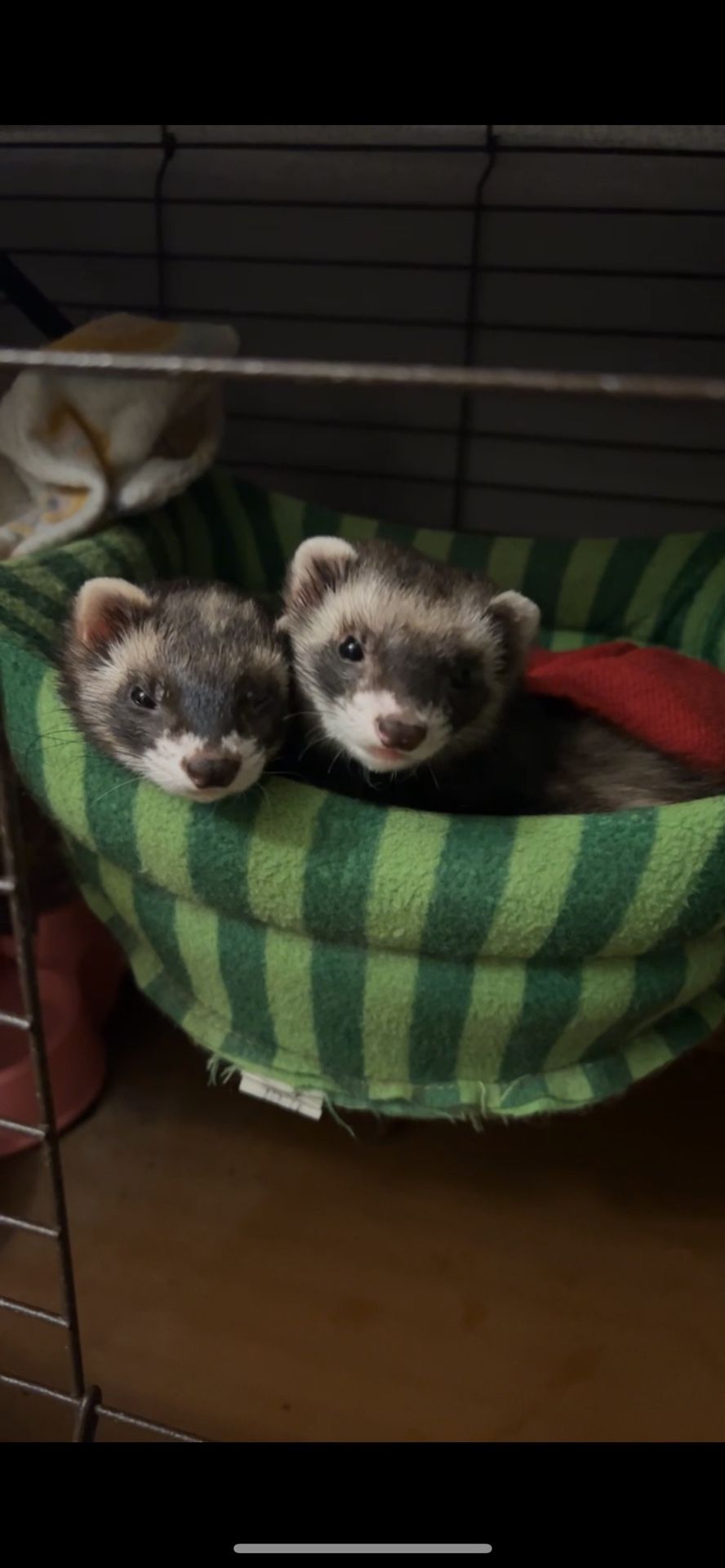 Two Pet Ferrets For Sale