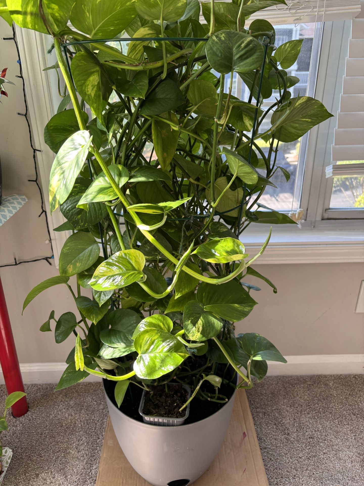 Money Plant