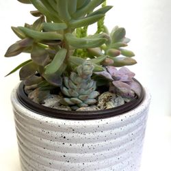 Cute Succulents  Houseplants In 3,5H Ceramic Pot.