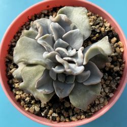 Crispate Beautiful Double Head Succulent Import 