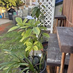 Bacon Avocado Plant Very Beautiful. 