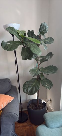 Fig tree