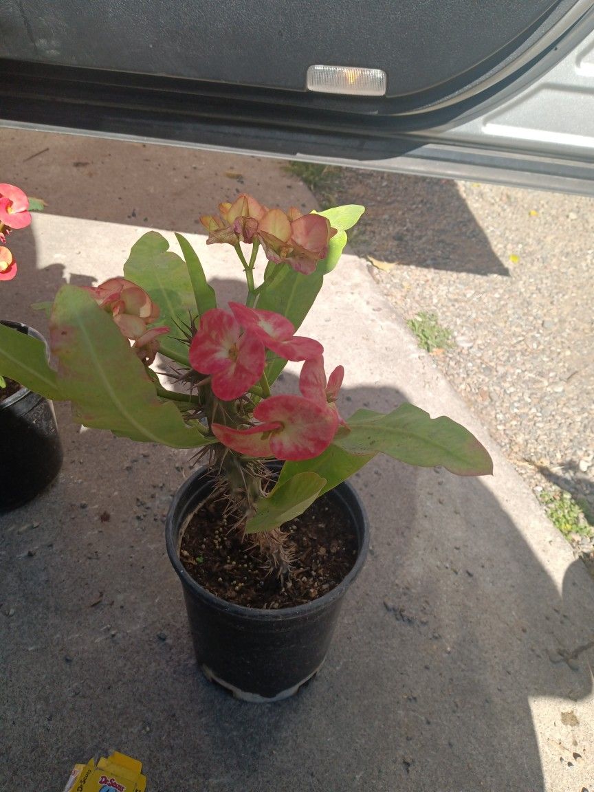 Plant