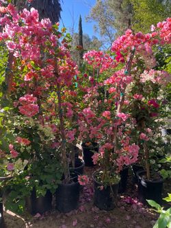 5 Gallon Size- Bougainvillea- Bird of Paradise- Lavender- Boxwood- Hibiscus- Honeysuckle- Oleander- Ficus- Jasmine- Pepper Trees- Cypress- Juniper