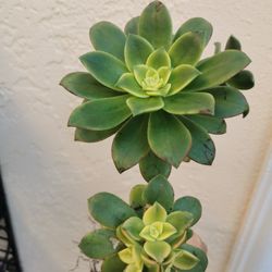 Pretty Aeonium sundancer colorful rose tree succulent only 1 