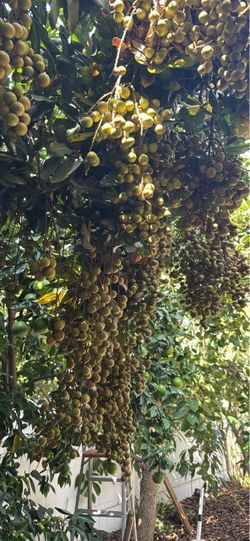 Fresh Organic Longan Fruit - Backyard Harvest (Sweet & Juicy) 石硖龙眼
