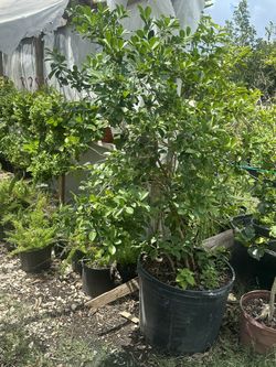 Cheery Tree 30 Gallon