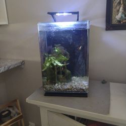 Fish Tank With Fish
