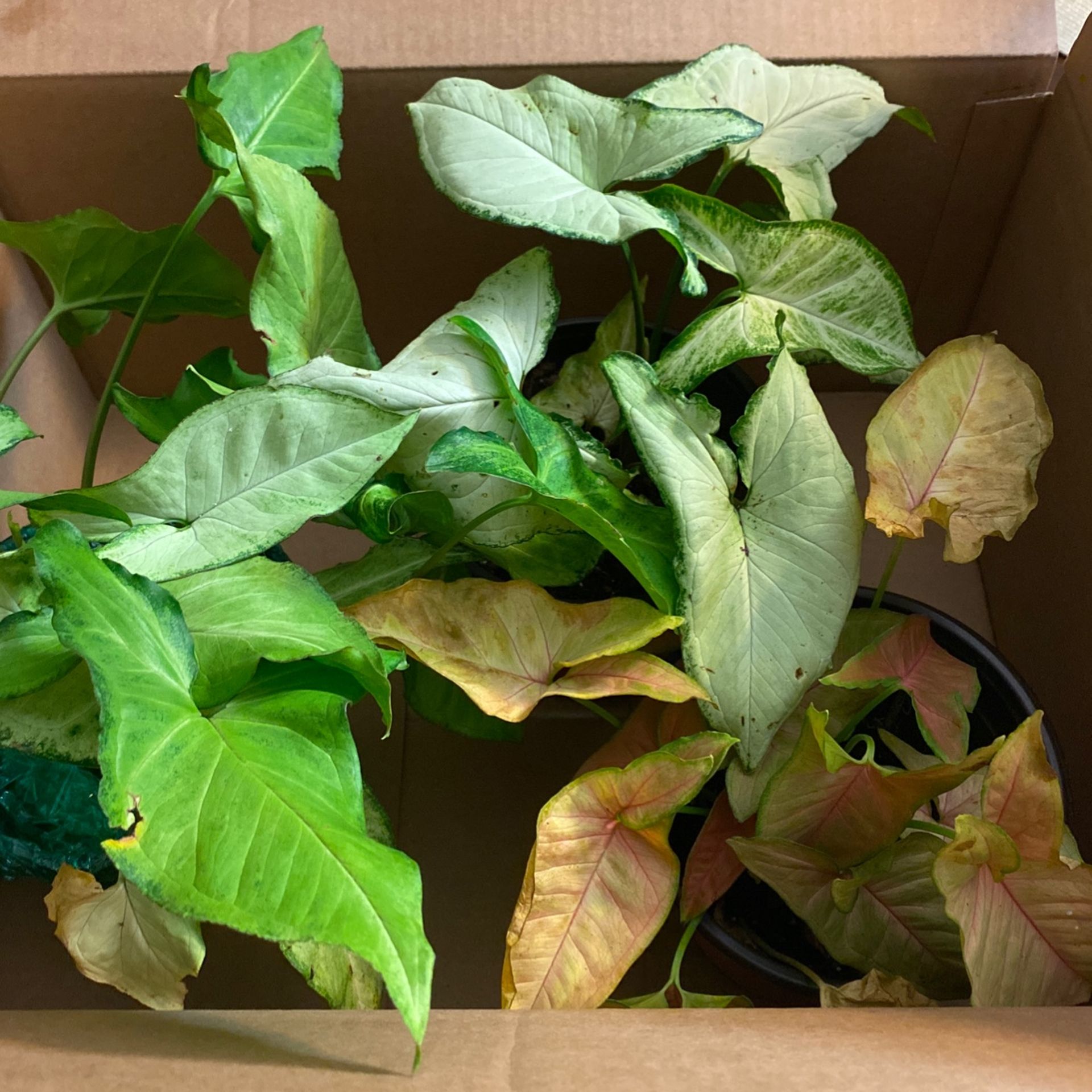 Arrowhead Plant Rooted Cuttings