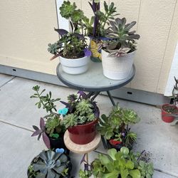 $15 Succulent Planters