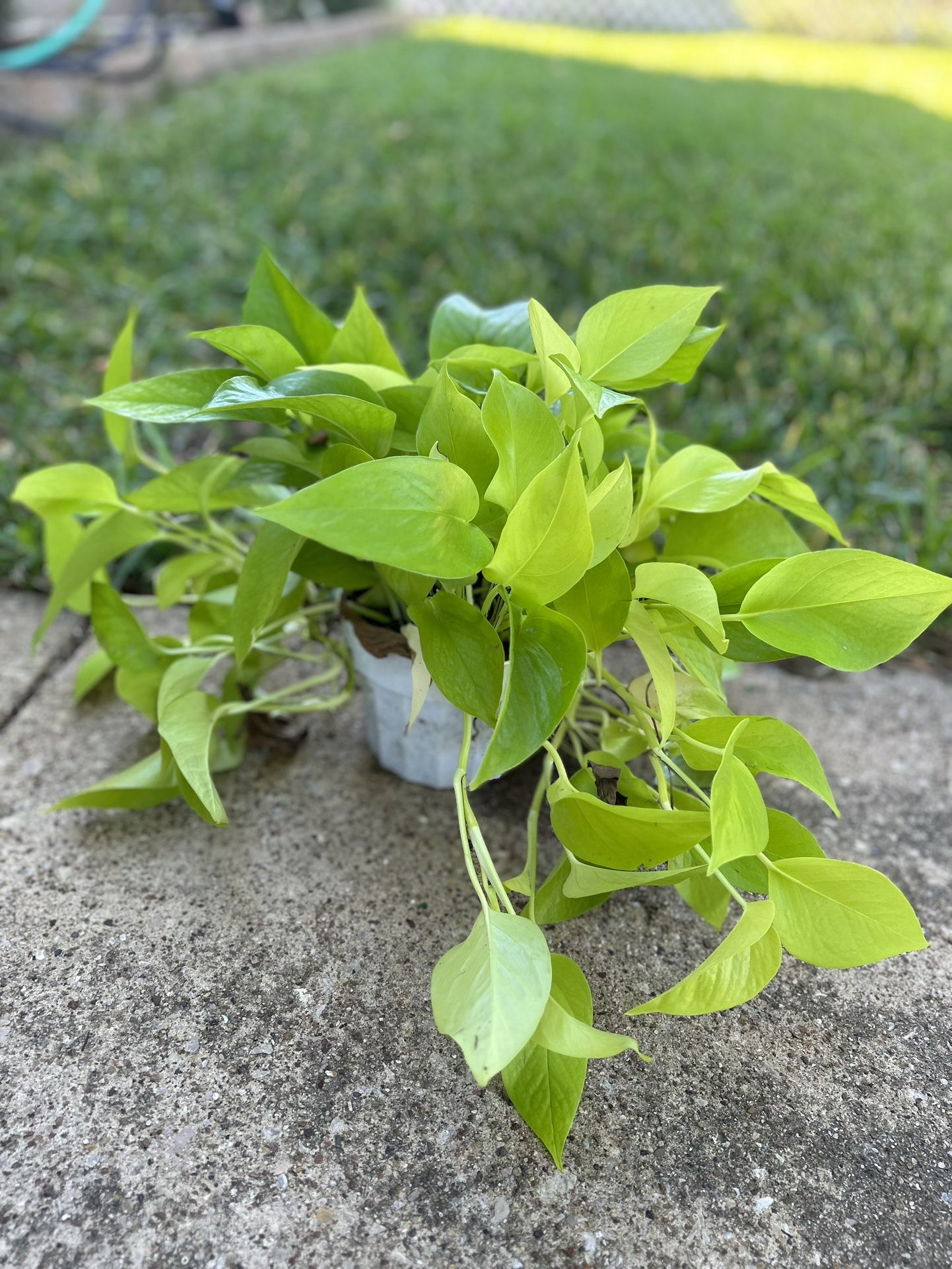 Neon Pothos 6” Pot