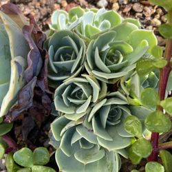 Echeveria Abalone Succulent