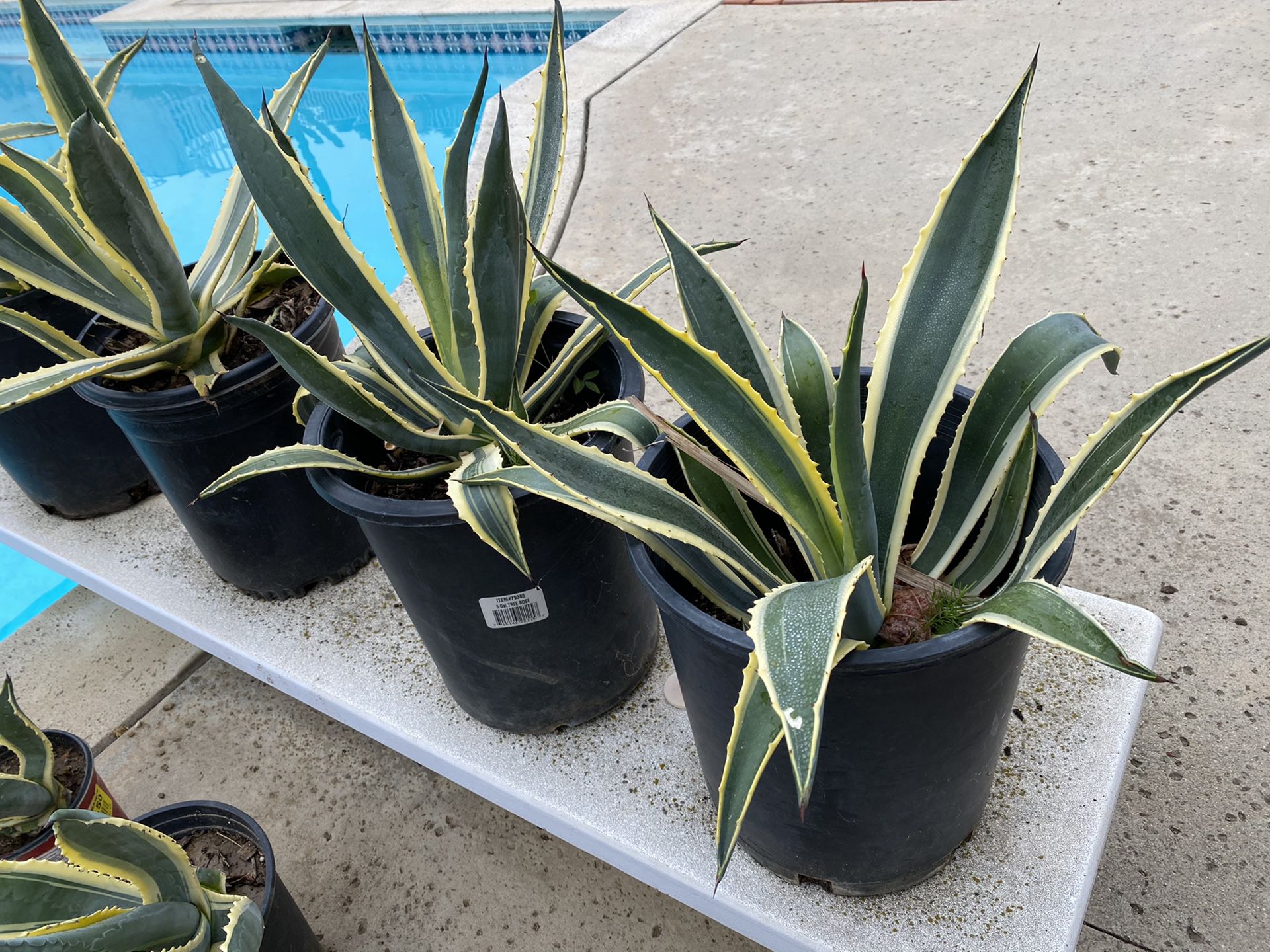 Agave, agave Americana, agave plant, plants, succulents, cactus, potted plants