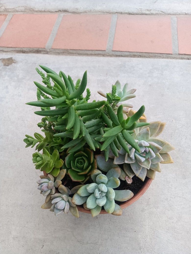 Succulents In Pot