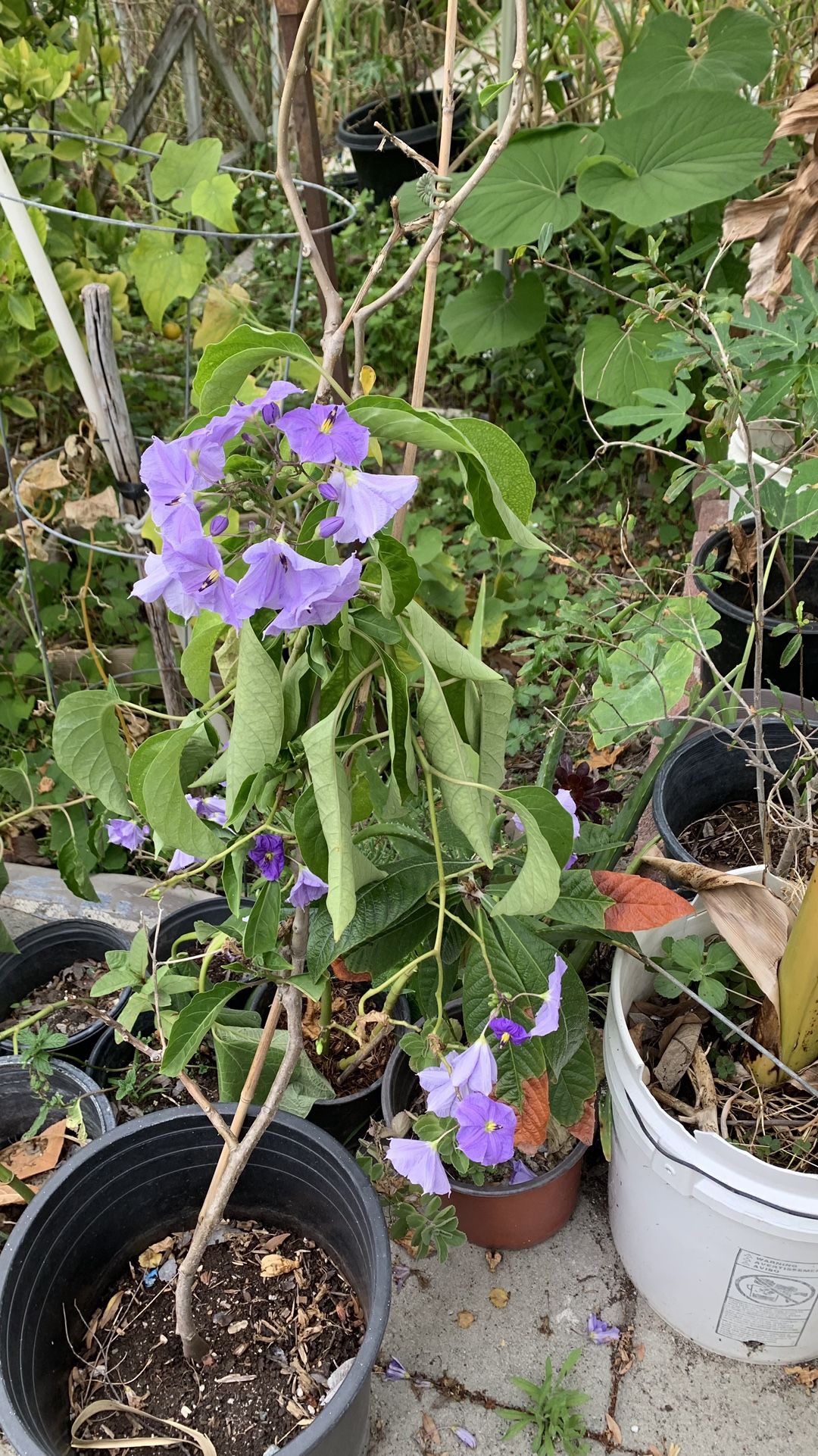 Purple Flower 32$