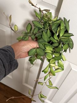 Hoya Variegated Burtoniae