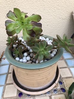 Plant in ceramic pot