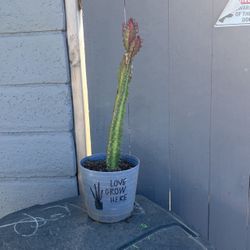 Euphorbia Plant.