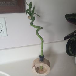 Lucky Bamboo 