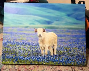 Bluebonnet Cow canvas picture