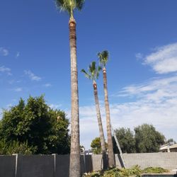 Palm Tree Trim!!