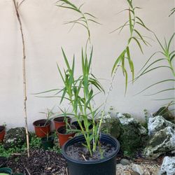 3 Gallon Bamboo Orchid *Not Blooming*