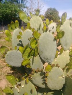 Nopalitos 5 por 1 dolar perris