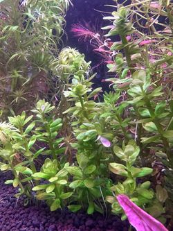 Rotala indica bonsai