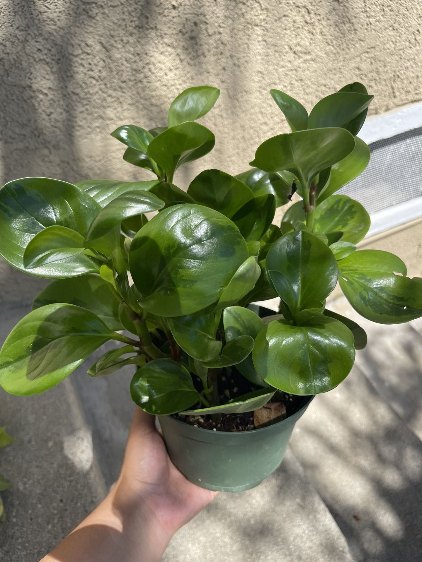 Peperomia Plant