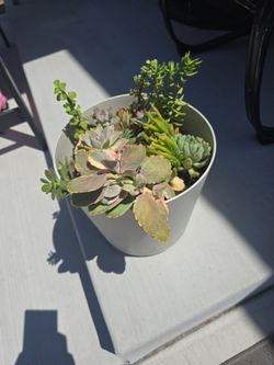 Succulent Planter