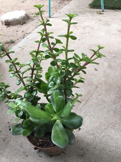 Assorted plants