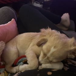 Perrito