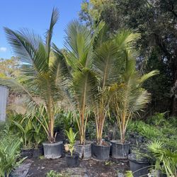 25 Gallon golden Malayan Dwarf Coconut Palm 