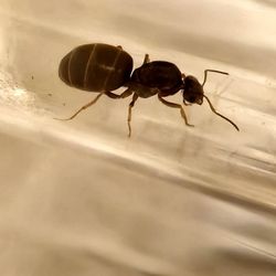 Queen Ants Forsale ( Lasius Neoniger)