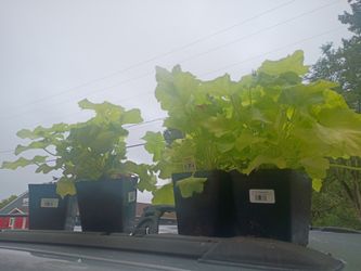 House plants