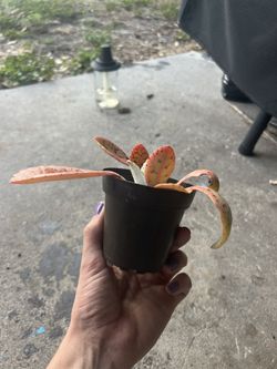 Donkey Ear Plant Babies in 3.25 Inch Tall Pot