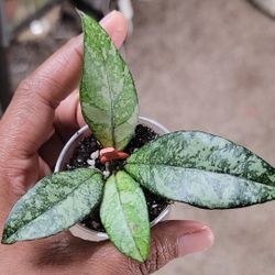 Hoya Crassipetiolata  splash