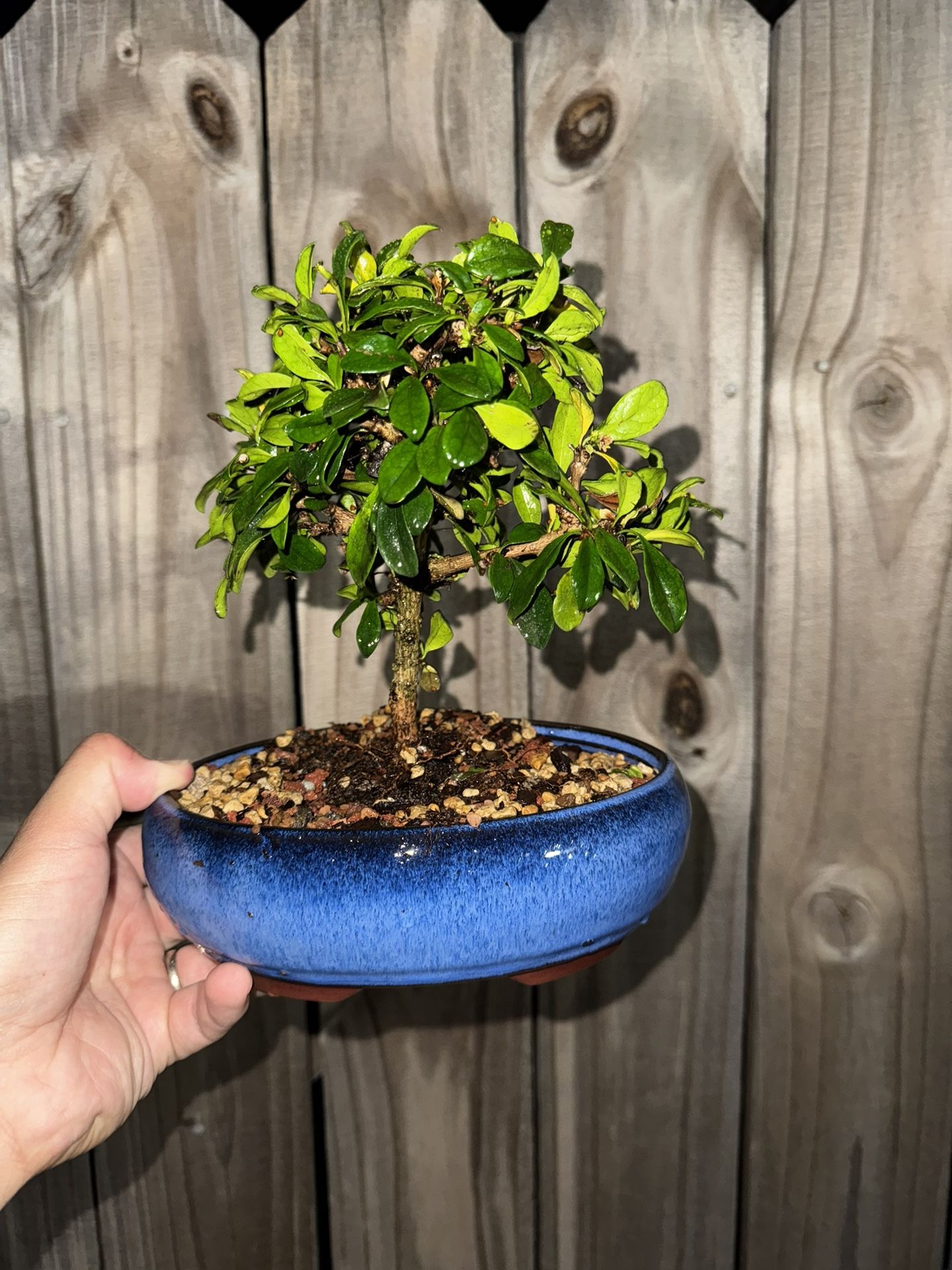 Bonsai Fukien tea 7 Inch Pot