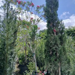 Oleander Trees On Sale Now $200