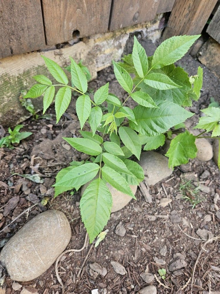 Black Walnut Baby Plant Starters